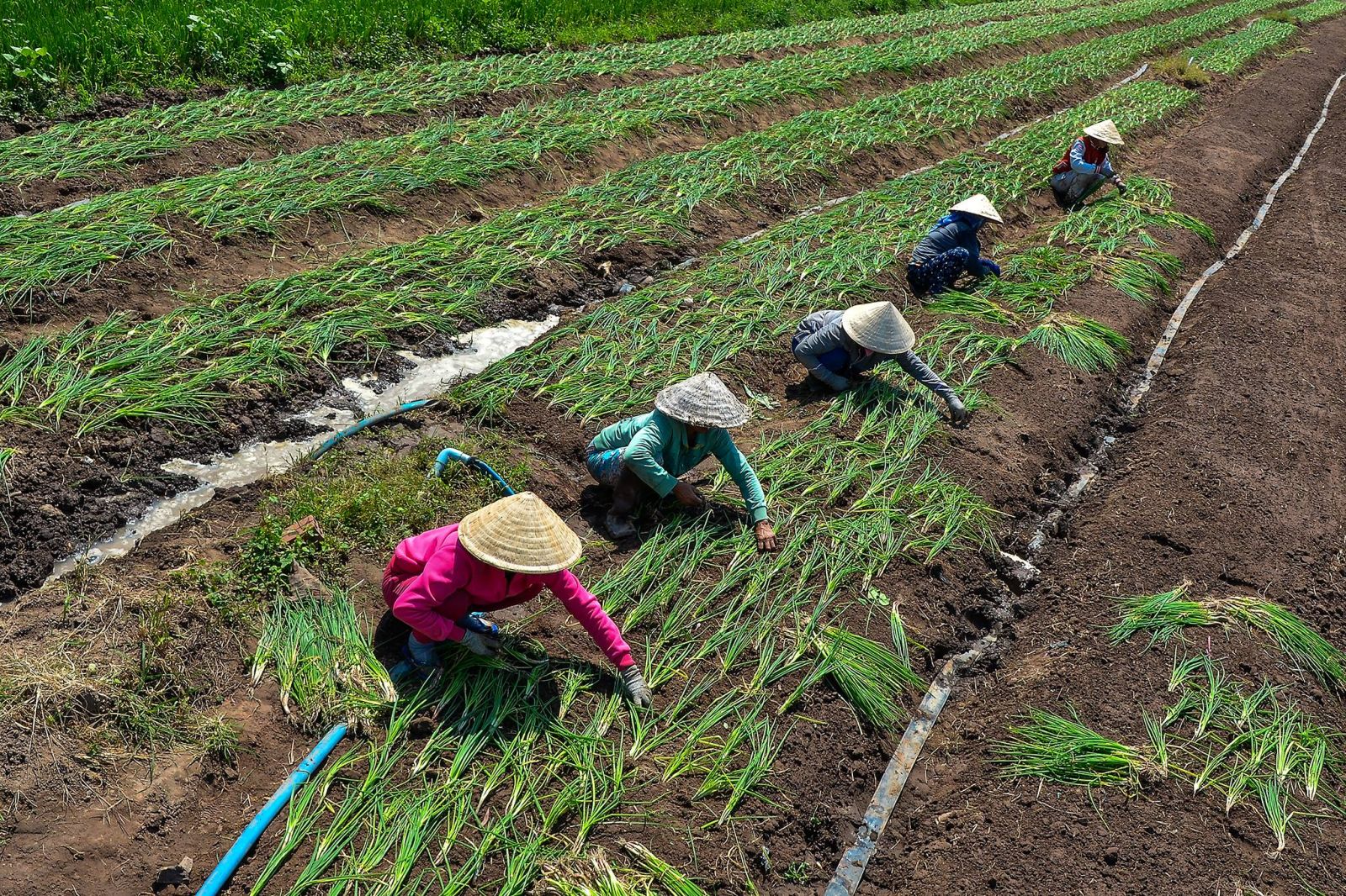 Giá trị đạo đức truyền thống trong xây dựng lối sống phụ nữ nông thôn hiện nay