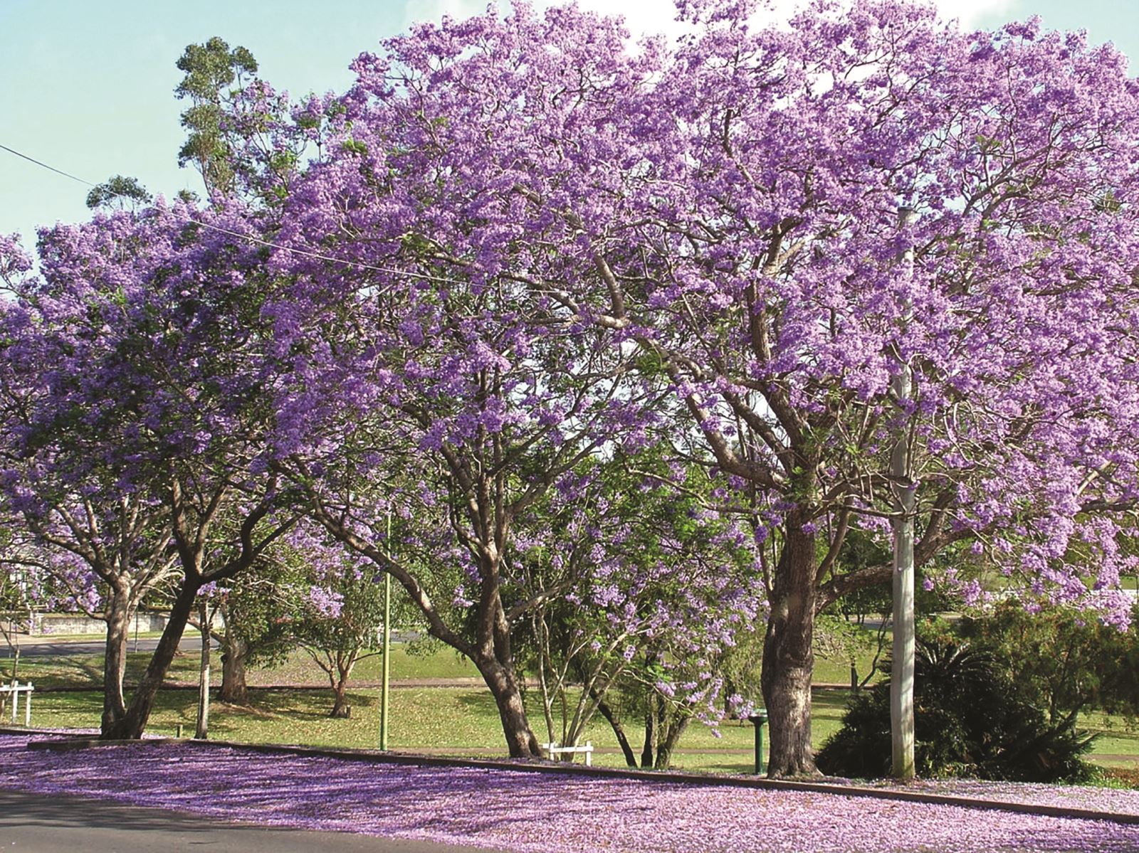 Con đường phượng tím