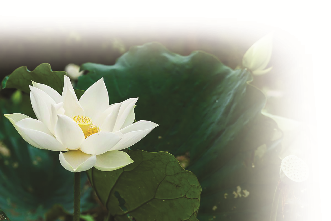 Ngan ngát những mùa Sen…