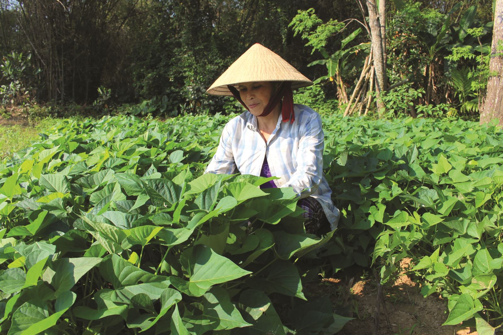 Rau lang nấu canh cá mờm món ăn giải nhiệt ngày hè