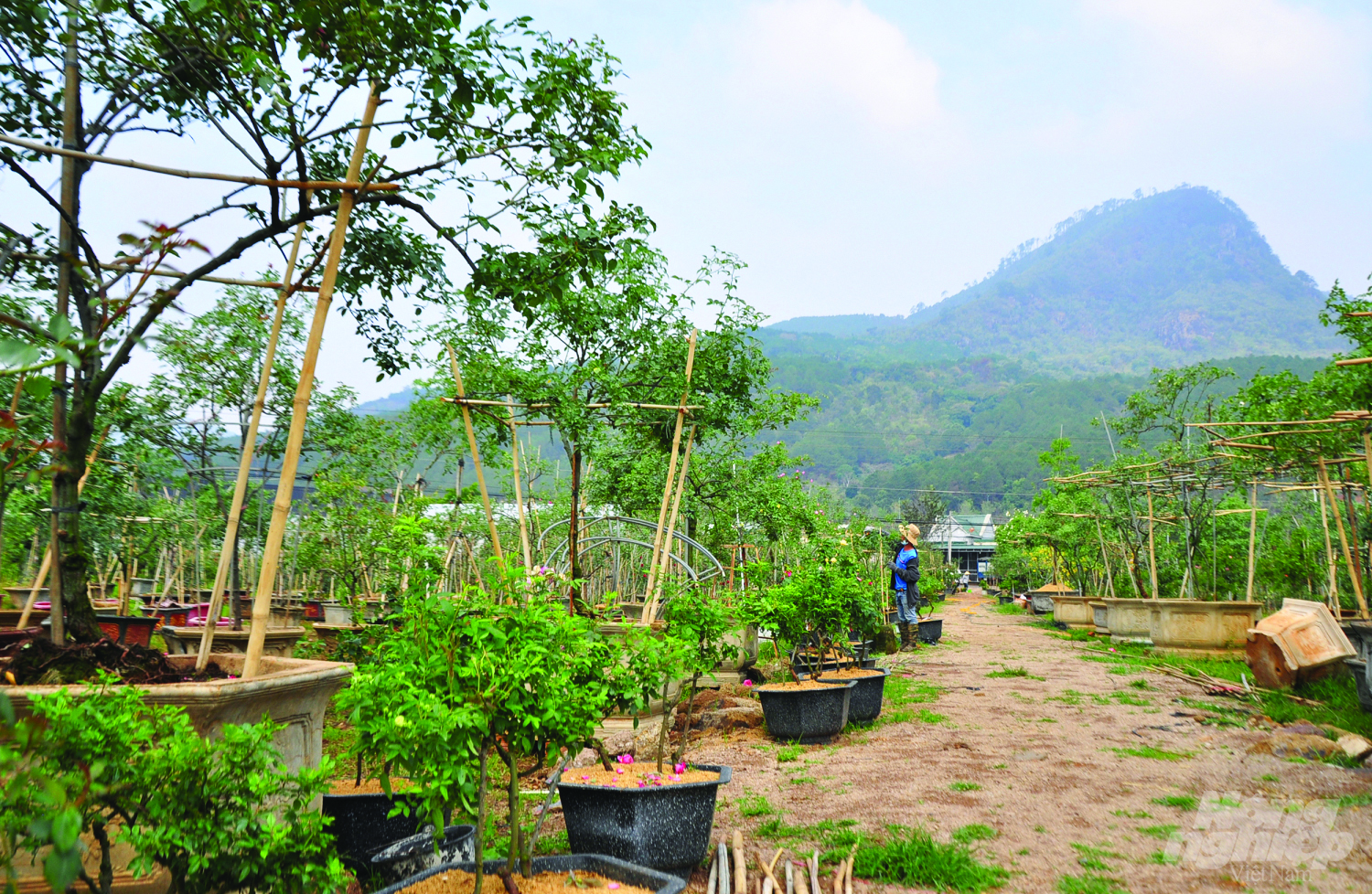 Trang trại hoa hồng dưới chân đèo Prenn