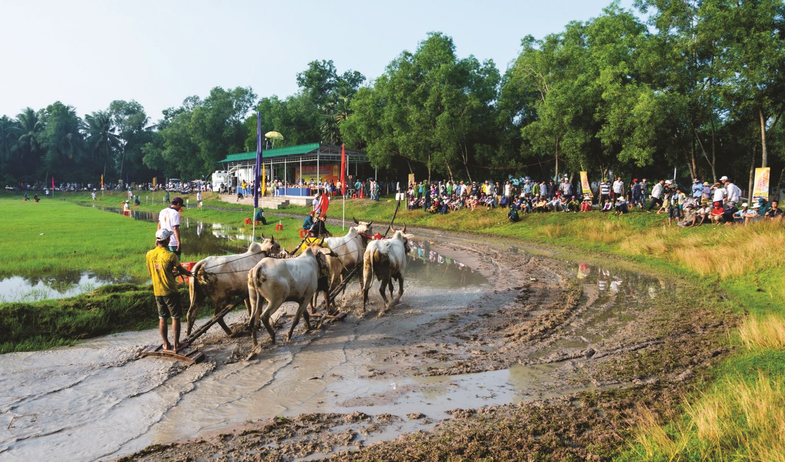 Đua bò Bảy Núi