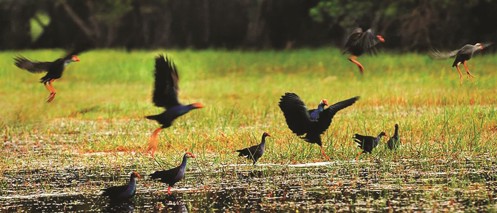Du ngoạn khu Ramsar Tràm Chim 