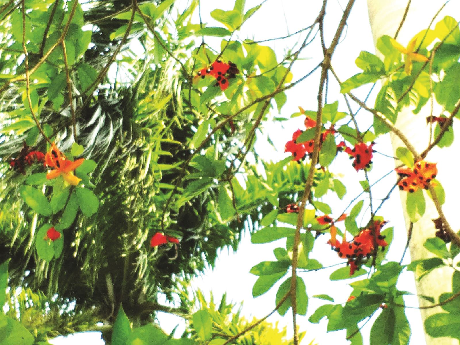 Mùa cây sang chín đỏ