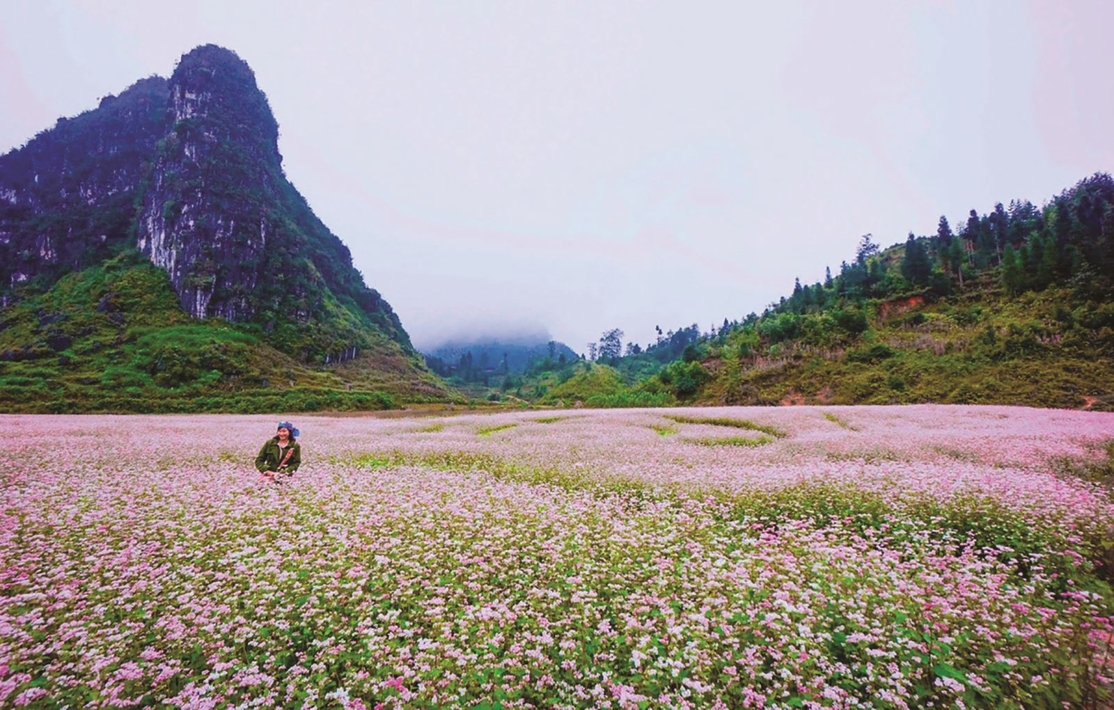 Thương nhớ mùa hoa tam giác mạch