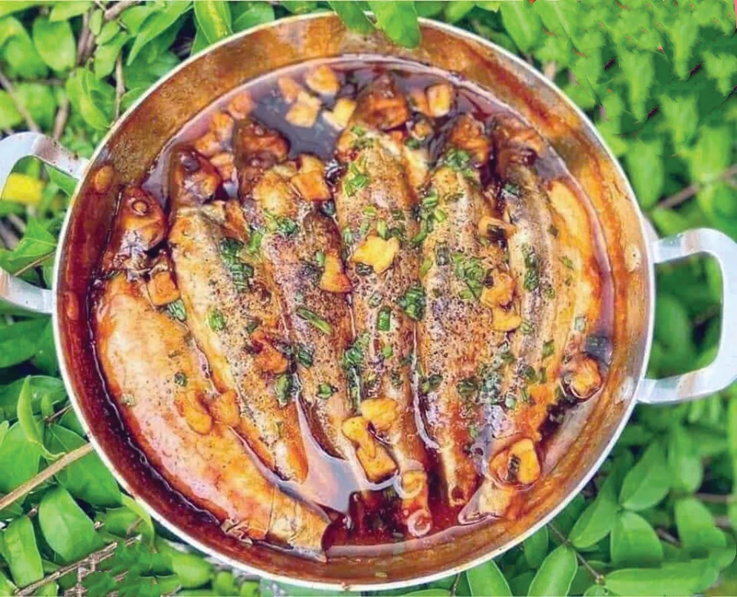 Cá Xác sọc mùa nước nổi