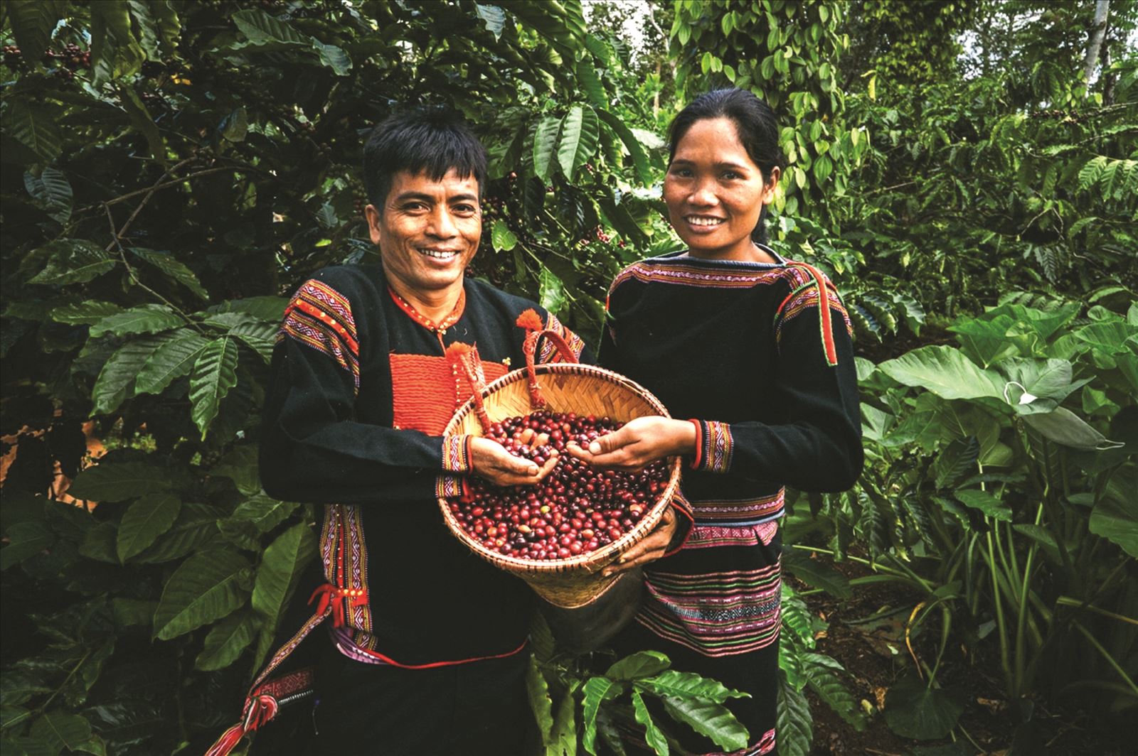 Tri thức trồng và chế biến cà phê Đắk Lắk -  Di sản văn hóa phi vật thể quốc gia