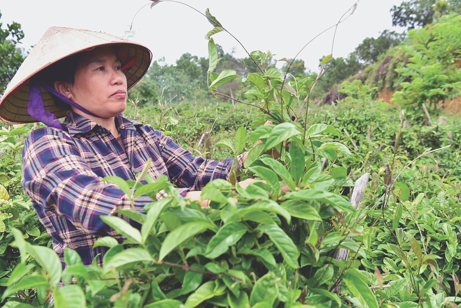 Nữ trưởng thôn tâm huyết gắn bó với phong trào xây dựng nông thôn mới ở Thái Hòa